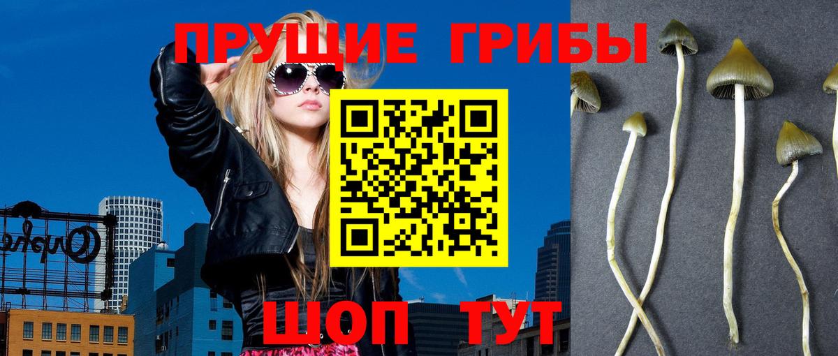 Псилоцибиновые грибы Cubensis Фурманов
